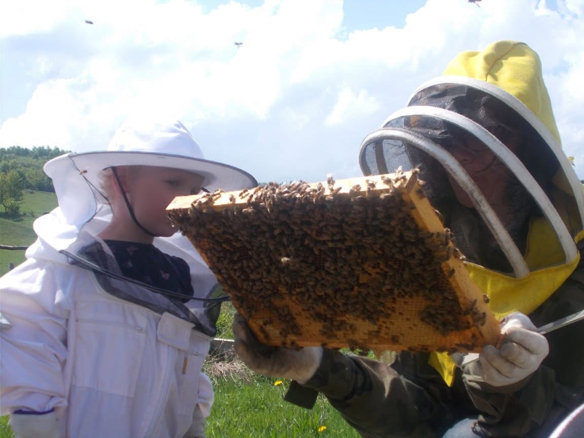 Naturpädagogische Aktivitäten: DAS LEBEN DER BIENEN