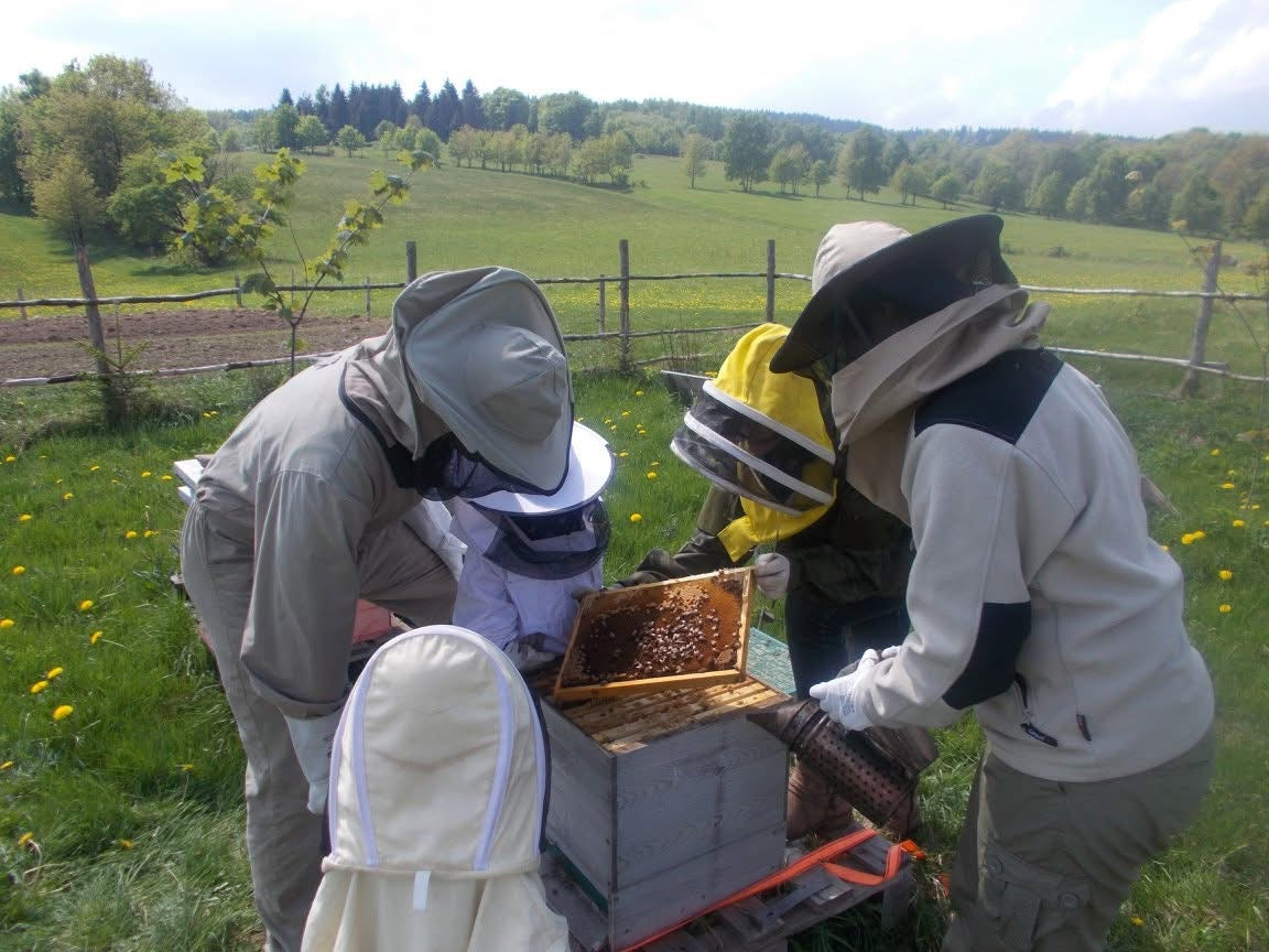 Naturpädagogische Aktivitäten: DAS LEBEN DER BIENEN