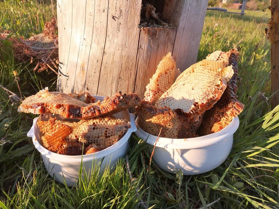 Naturpädagogische Aktivitäten: DAS LEBEN DER BIENEN