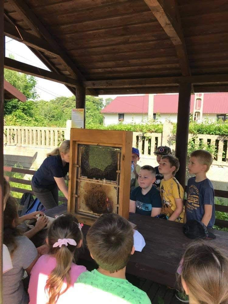 Edukacyjne zajęcia przyrodnicze: ŻYCIE PSZCZÓŁ